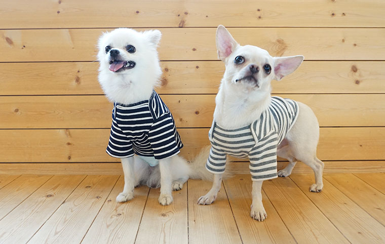 NEW DOG FASHION dog clothes basic T-shirt T-shirt 