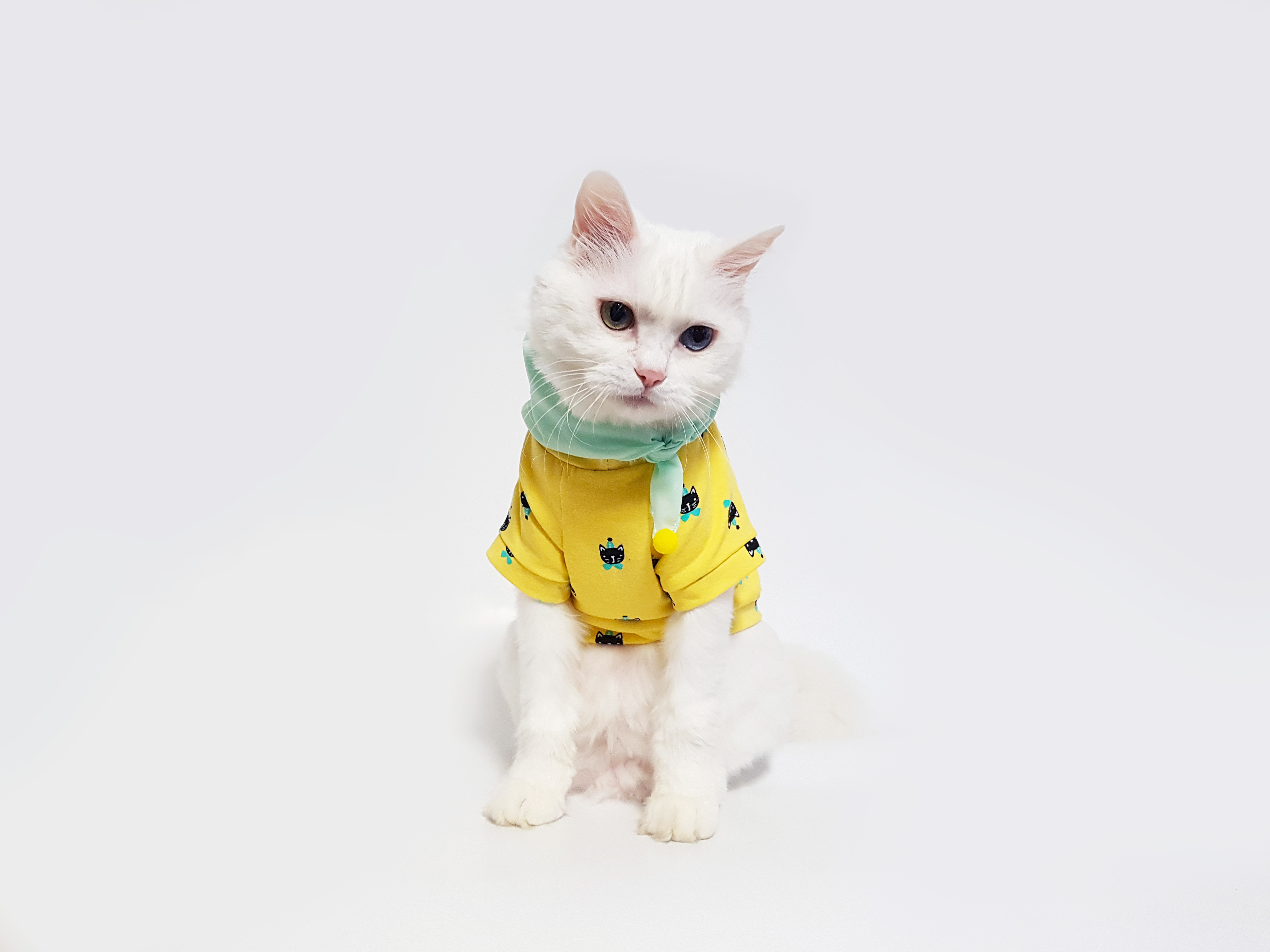 NEW DOG FASHION Cat spat sponge T foam foam scarf 