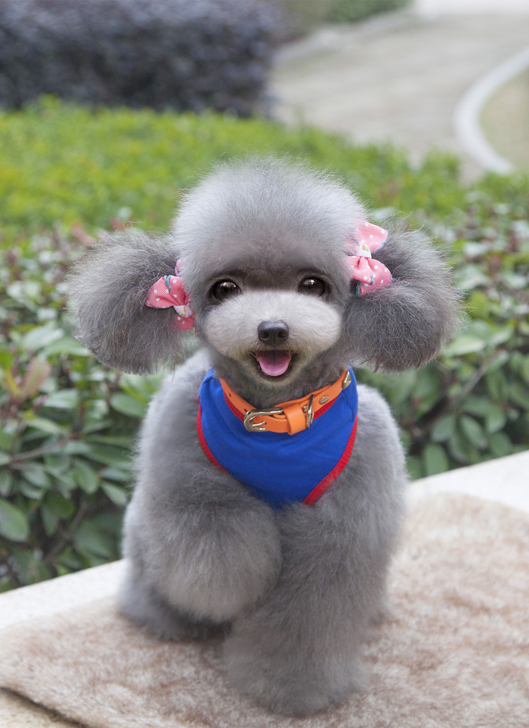 NEW DOG FASHION Character pike Dog clothes Dog clo