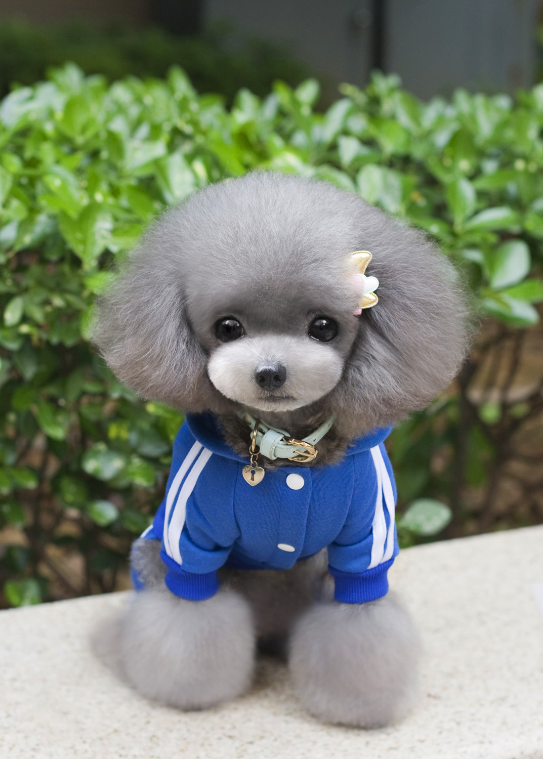 NEW DOG FASHION Doggy Doggy Doggy Bridesmaid Sweat