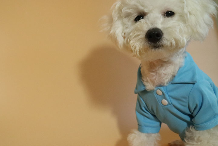 NEW DOG FASHION Puppy Polo Karati all-in-one suspe