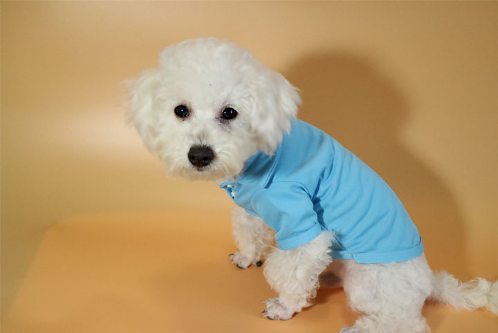 NEW DOG FASHION Puppy Polo Karati all-in-one suspe