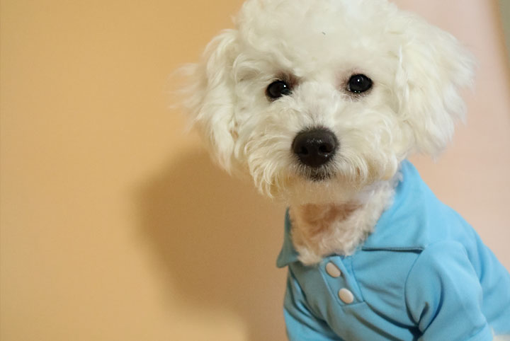 NEW DOG FASHION Puppy Polo Karati all-in-one suspe