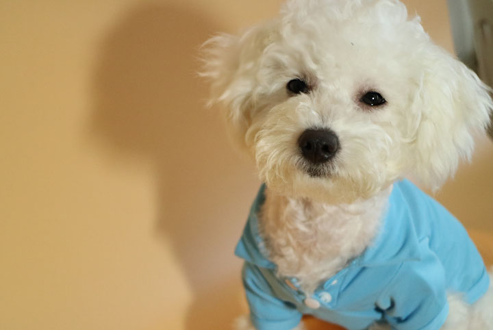 NEW DOG FASHION Puppy Polo Karati all-in-one suspe