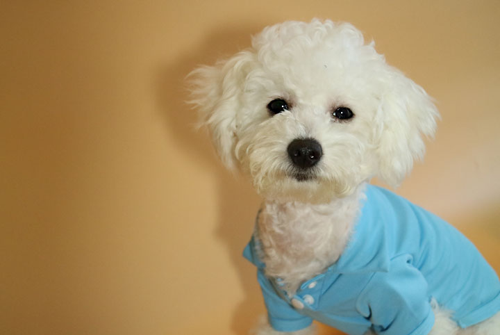 NEW DOG FASHION Puppy Polo Karati all-in-one suspe