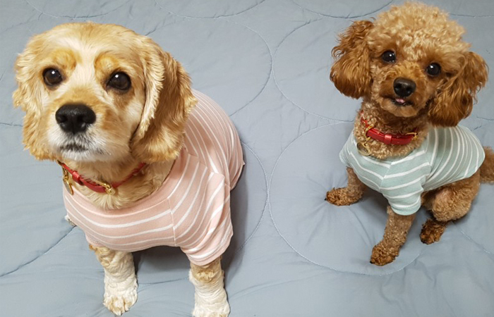 NEW DOG FASHION Striped Pocket Polo ~ 3XL Puppy Au