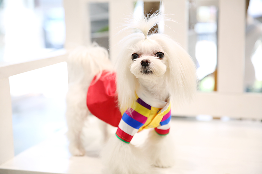 NEW DOG FASHION DOG Puppy Hanbok Dog Dress One-Pie