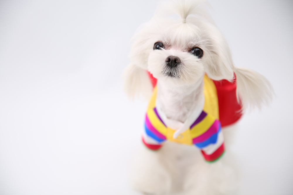 NEW DOG FASHION DOG Puppy Hanbok Dog Dress One-Pie