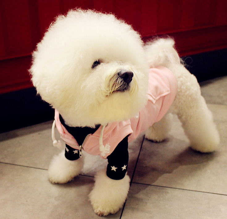 NEW DOG FASHION dog clothes sniff star shape all-i