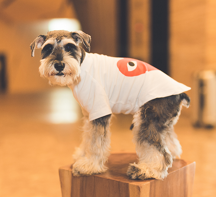 NEW DOG FASHION dog clothes sniff star shape all-i