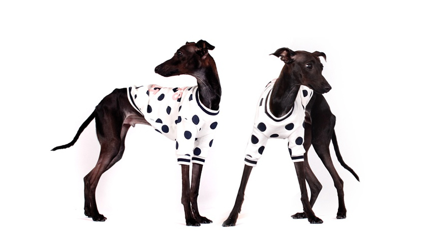 NEW DOG FASHION Pretty dog ​​clothes Bric Brick do