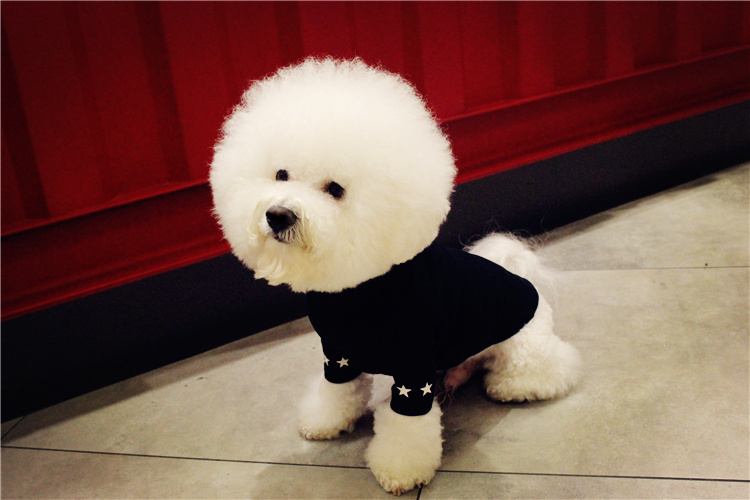 NEW DOG FASHION Dog Clothing Star T-shirt Autumn C