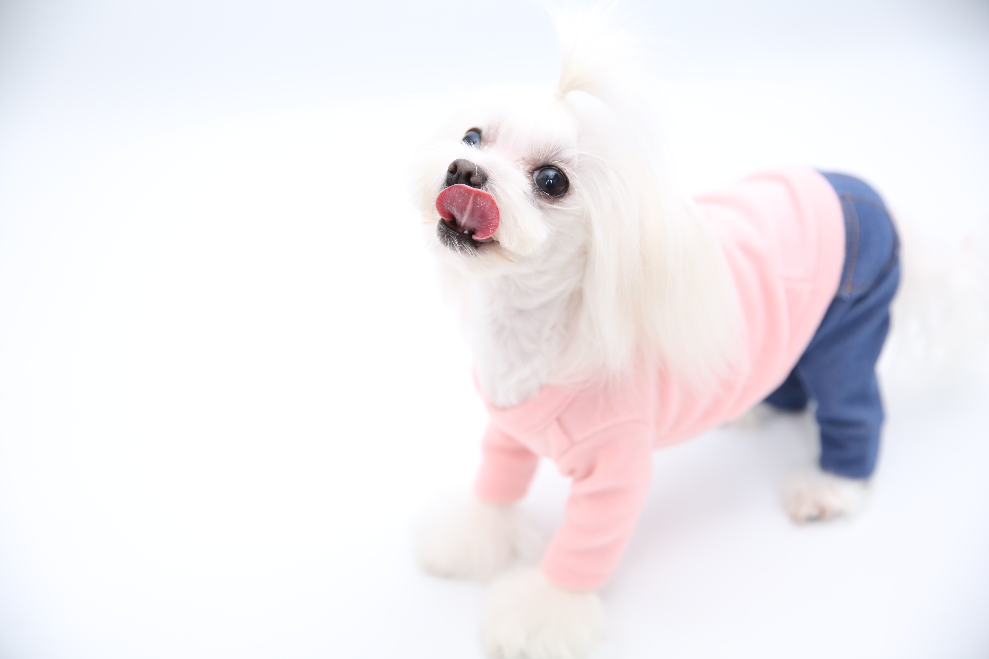 NEW DOG FASHION soft smile T-shirt dog clothes lon
