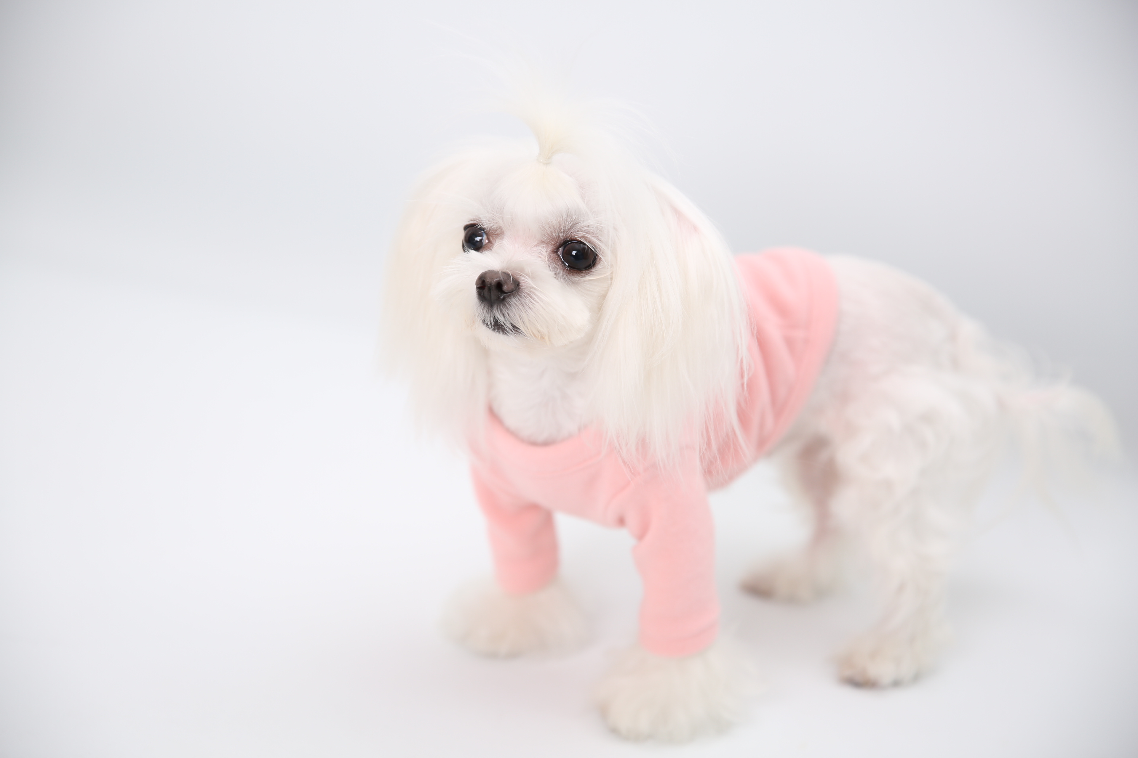 NEW DOG FASHION soft smile T-shirt dog clothes lon