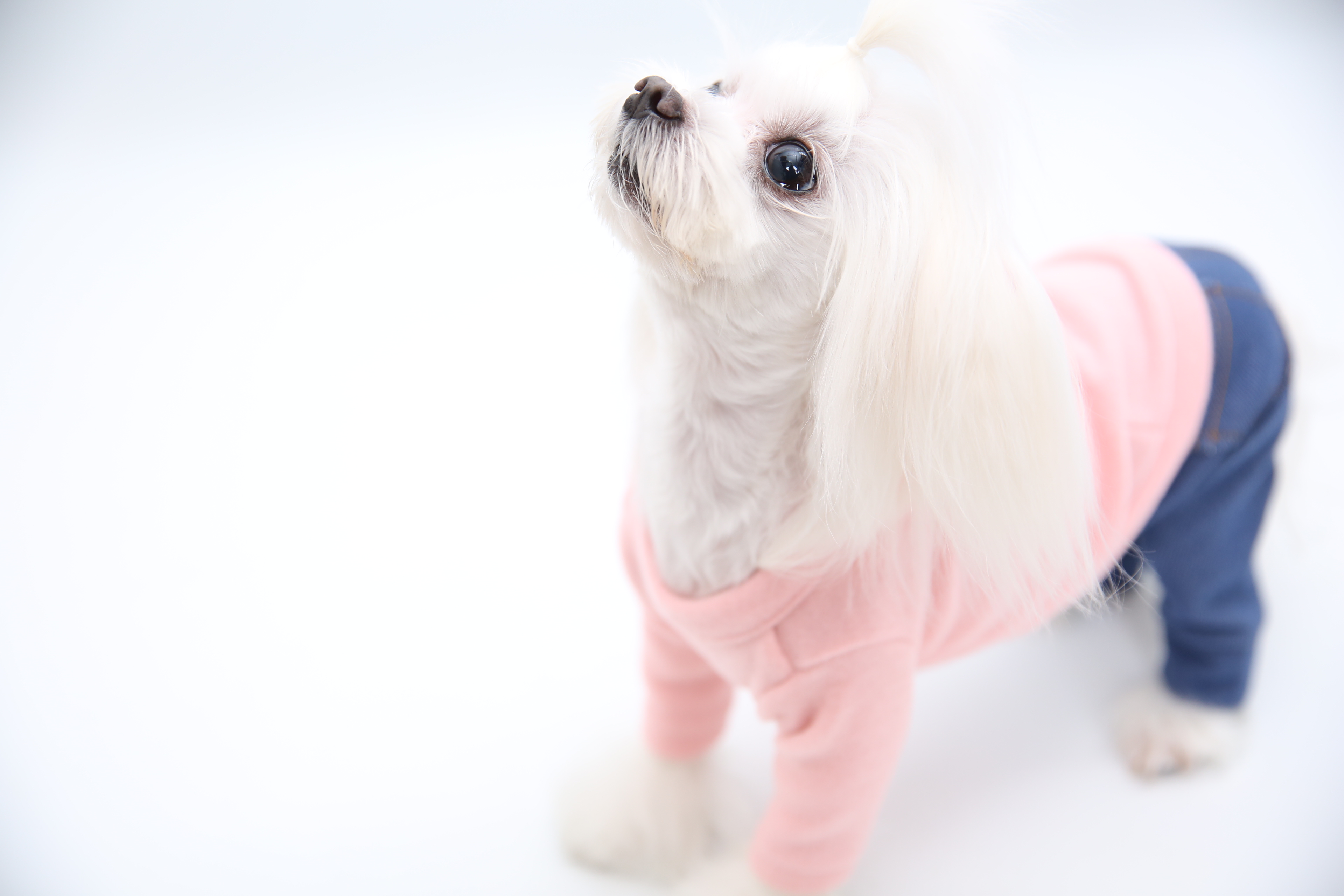 NEW DOG FASHION soft smile T-shirt dog clothes lon