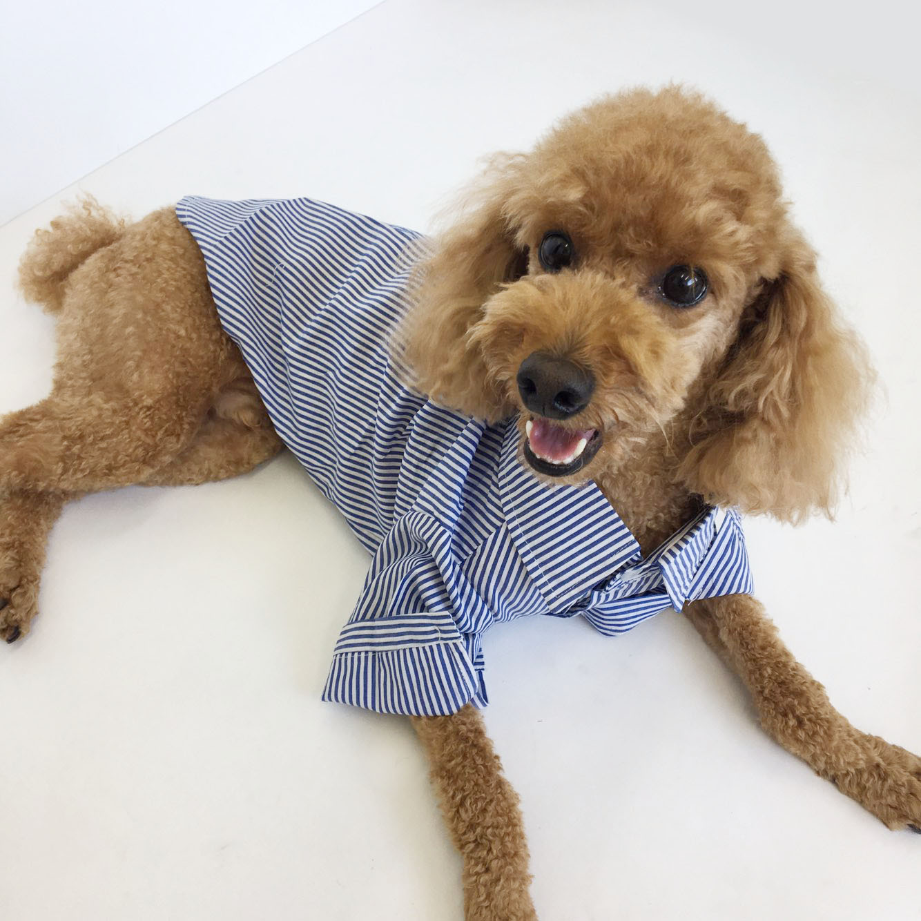NEW DOG FASHION Stripe Combed Shirt