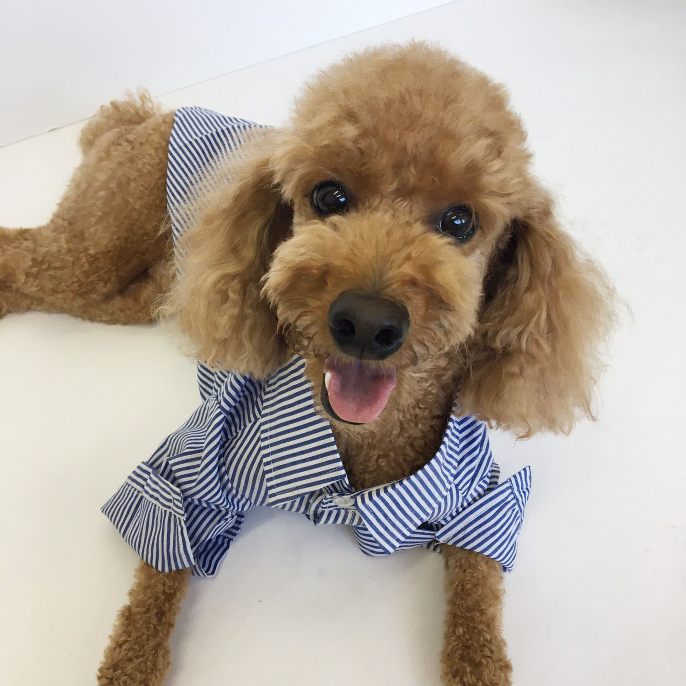 NEW DOG FASHION Stripe Combed Shirt