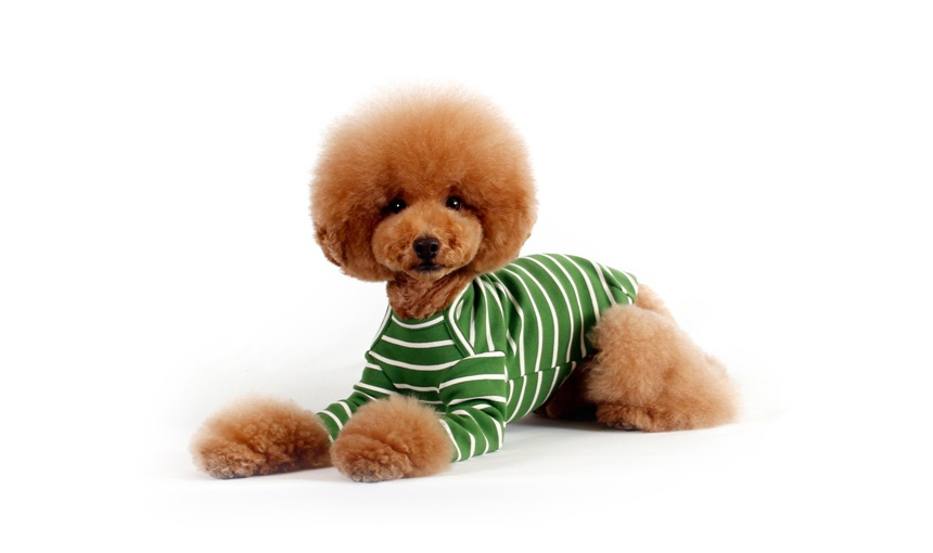 NEW DOG FASHION Brick Brick Dog Unusual Clothing D
