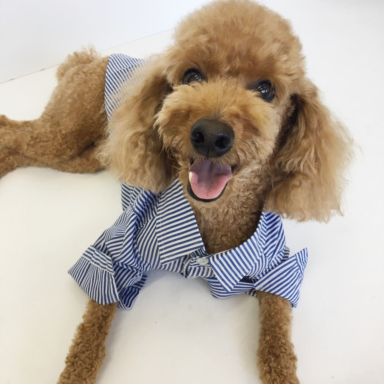 NEW DOG FASHION Stripe Combed Shirt