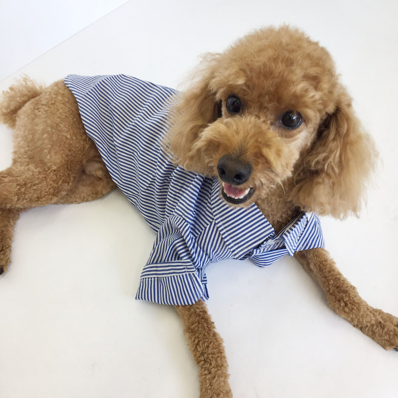 NEW DOG FASHION Stripe Combed Shirt