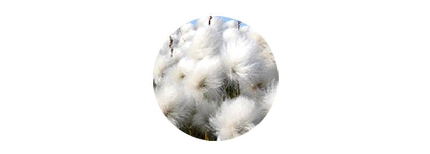 Car Air Freshener Breeze Man Charcoal Car Tank Air