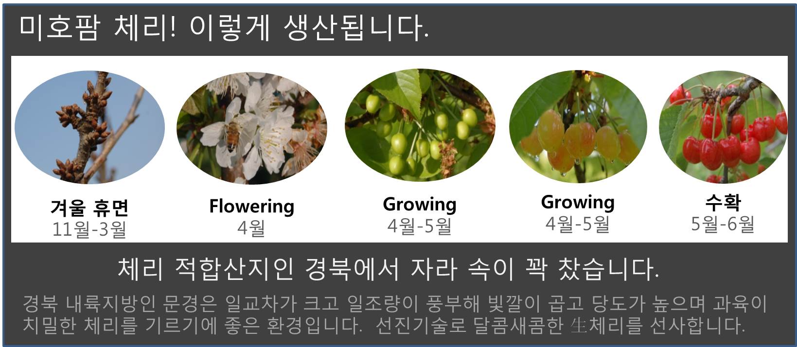 NEW HONEY CITRON TEA 500g Handmade cherry lemon Do