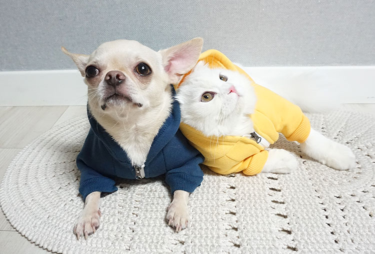 NEW DOG FASHION Puppy Clothes House Hoodie Autumn 