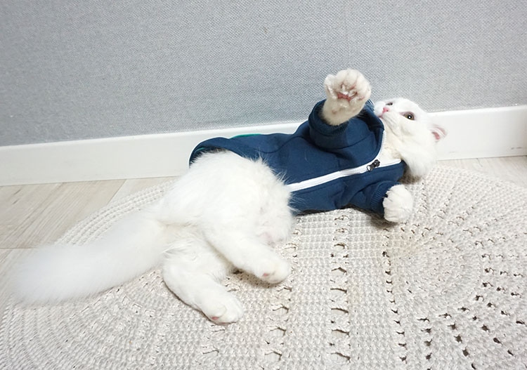 NEW DOG FASHION Puppy Clothes House Hoodie Autumn 