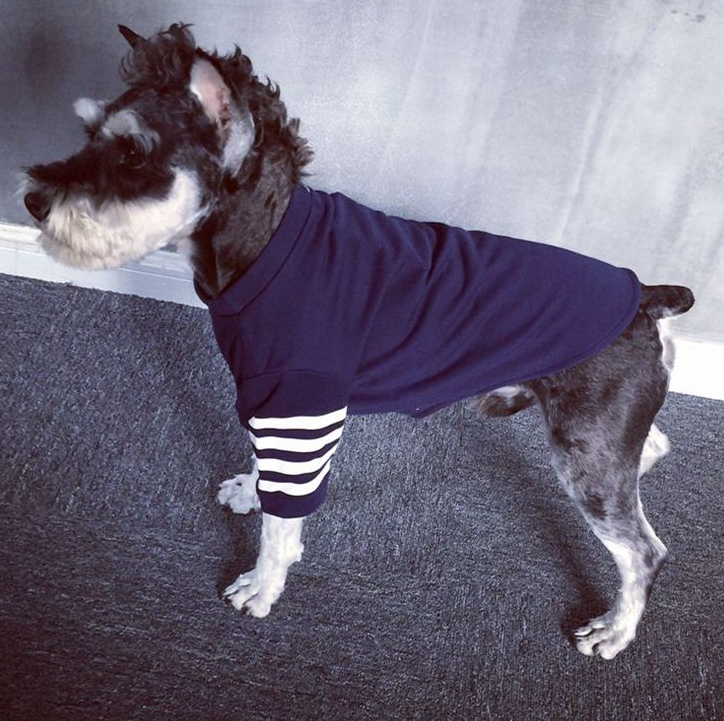 NEW DOG FASHION tom brown st puppy clothes navy gr