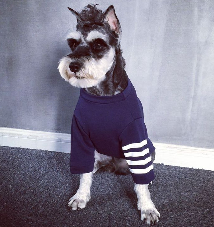NEW DOG FASHION tom brown st puppy clothes navy gr