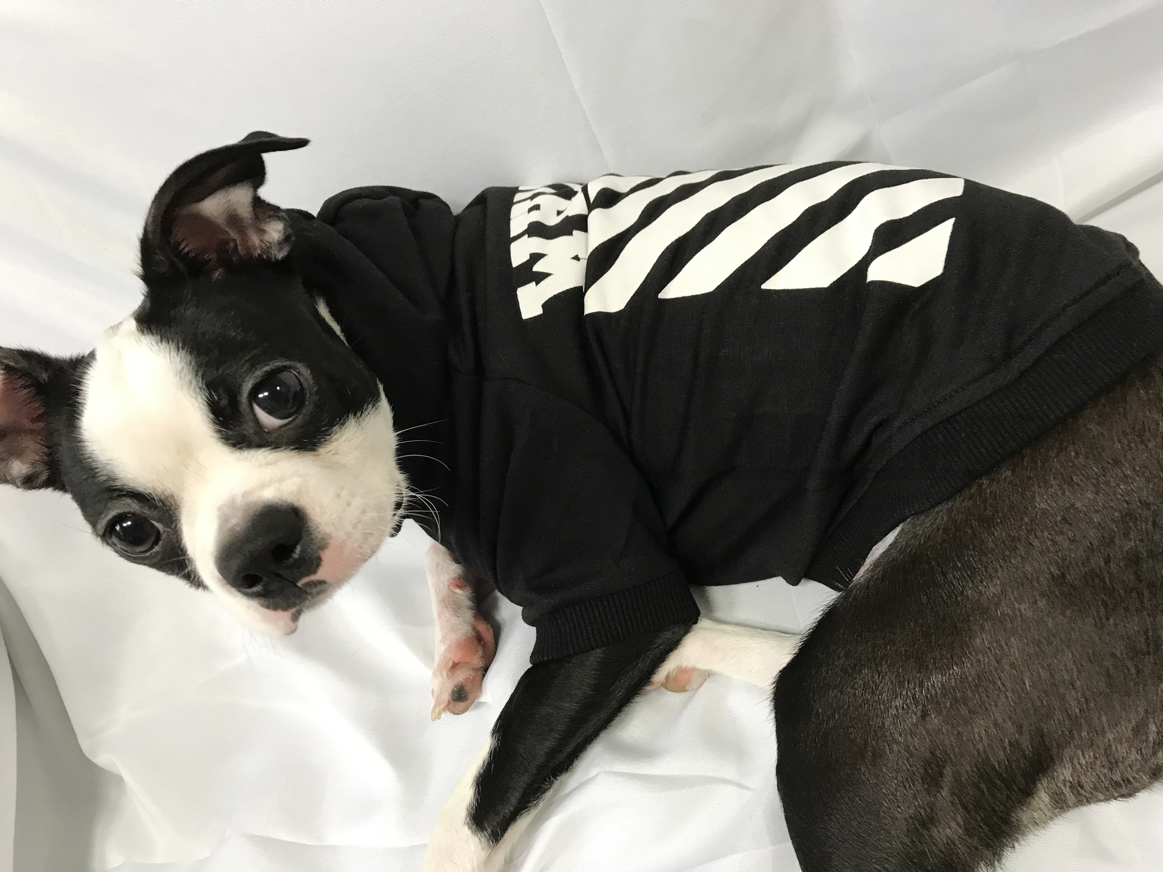 NEW DOG FASHION Off-white st Dog Hoodie Pet Dog Cl