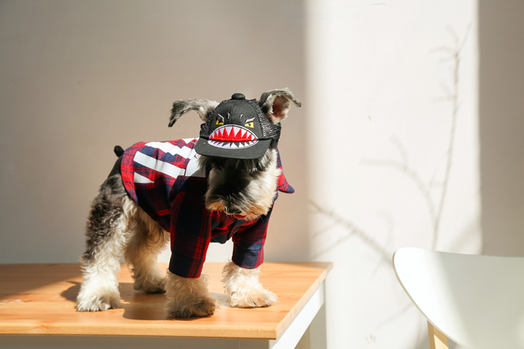 NEW DOG FASHION Luxury dog ​​clothes off-white st 