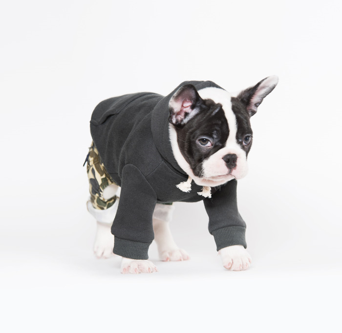 NEW DOG FASHION Snoopy Dogs Winterwear Basic Hoode