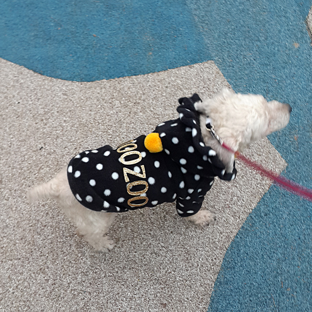 NEW DOG FASHION Puppy Clothes Dot Hoodie Winter Cl