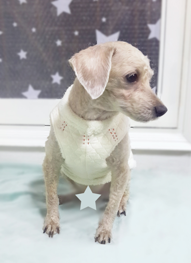 NEW DOG FASHION Puppy winter clothing Nubim fur co