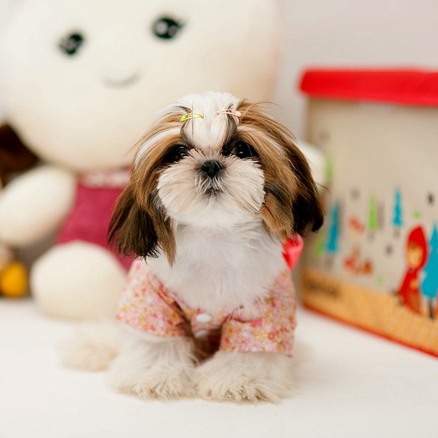 NEW DOG FASHION More than 10 types of sleeveless m