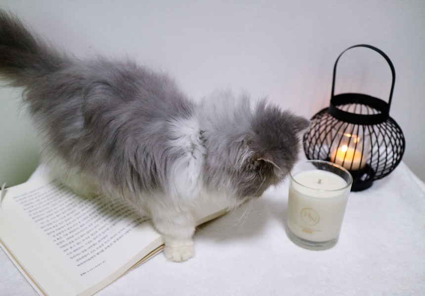 NEW CANDLE Animal care products for cat litter pet