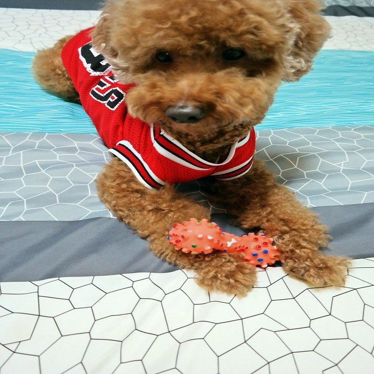 NEW DOG FASHION dog clothes sniff star shape all-i