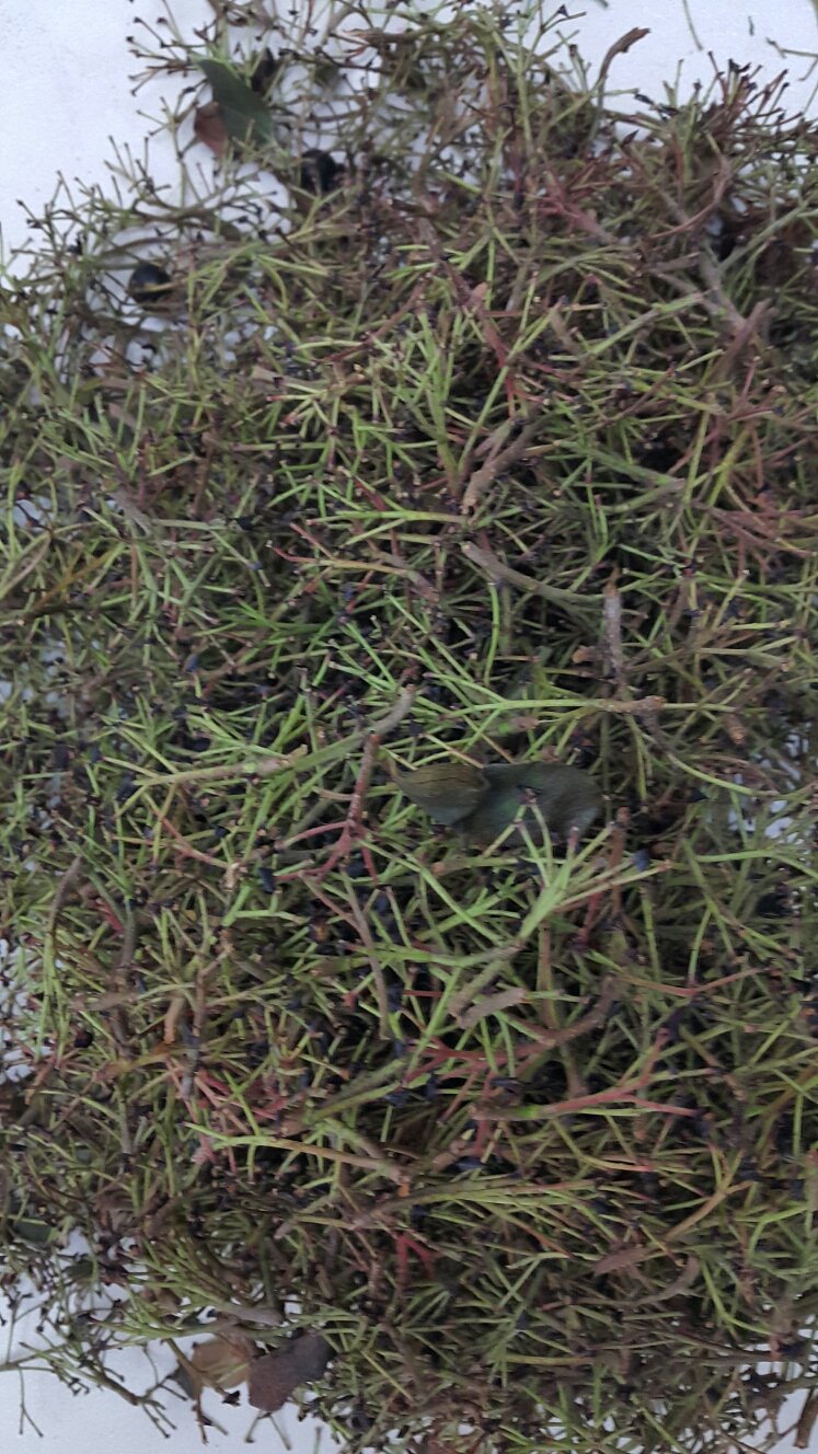 NEW HONEY CITRON TEA Organic Sugar Handmade Fruit 