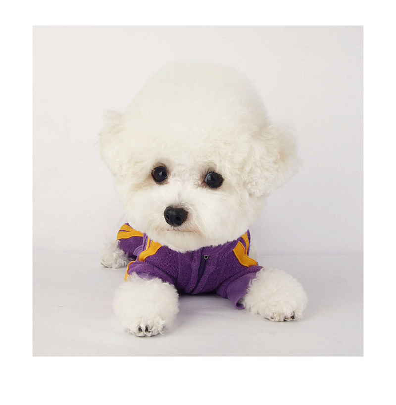 NEW DOG FASHION 리틀콜린 Let’s Get It All In