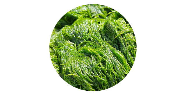 1 + 1 Baby Home Doctor Daily Lotion 300ml Infant N