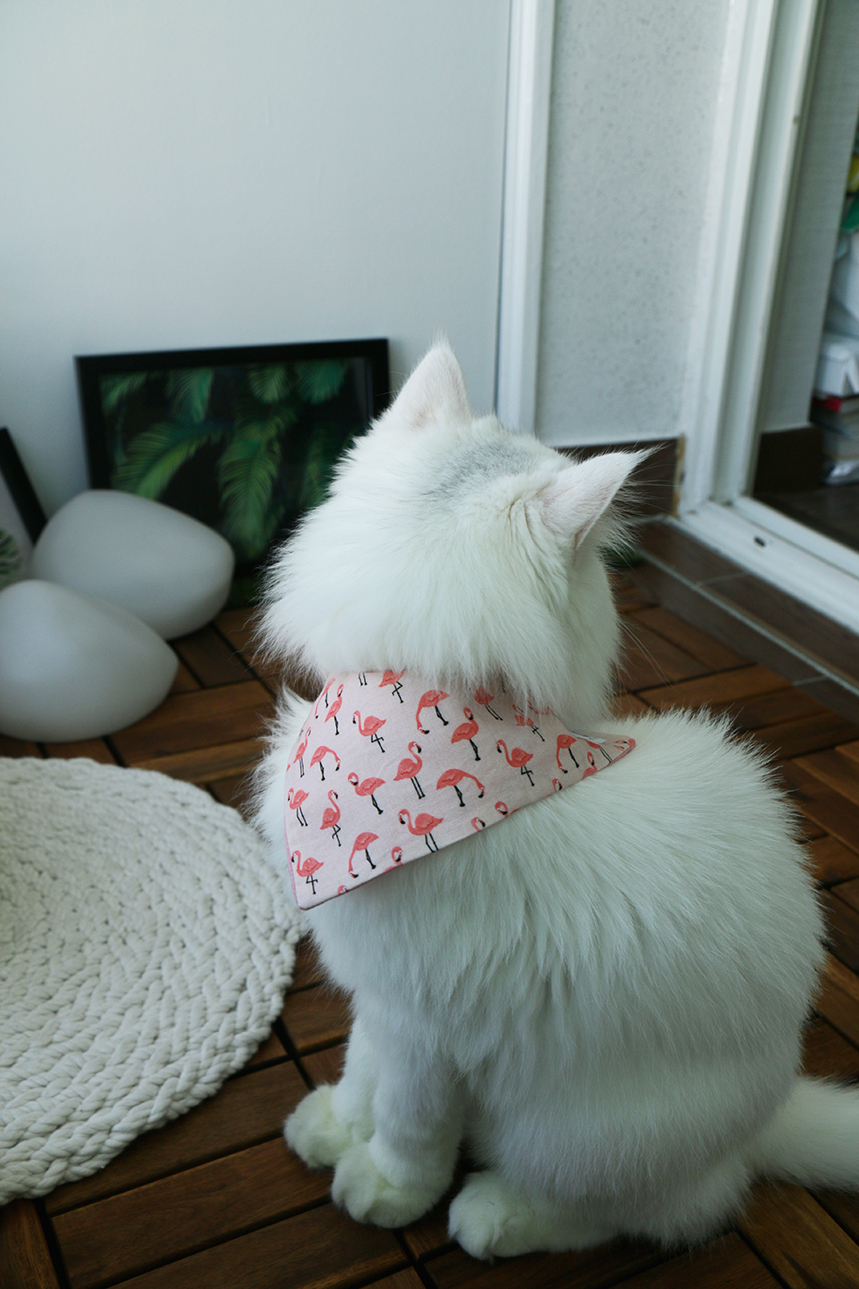 NEW DOG FASHION Cute cat scarf cap double cat pet