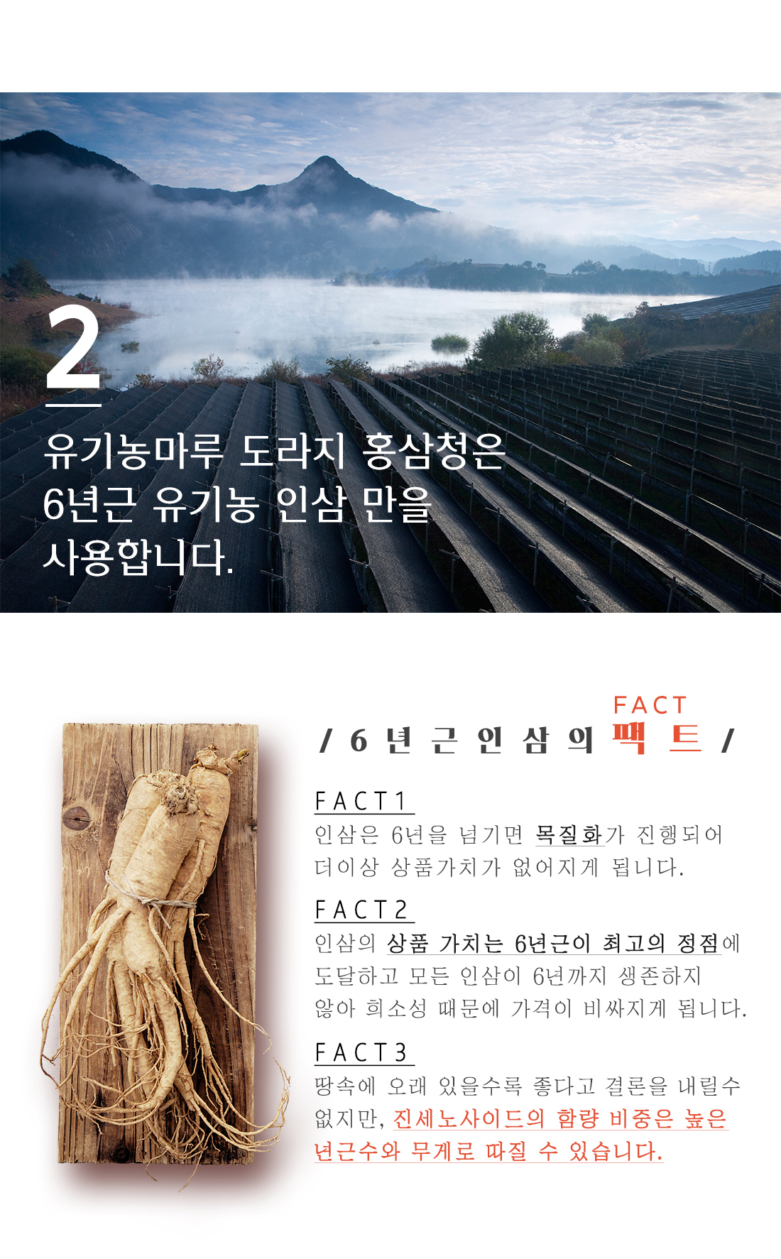 Korea Ginseng Organic Squeeze Red Sea Ginseng Stic