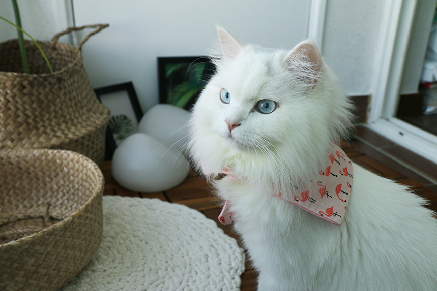 NEW DOG FASHION Cute cat scarf cap double cat pet