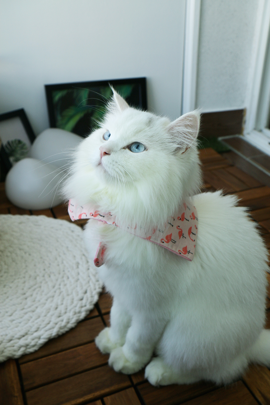 NEW DOG FASHION Cute cat scarf cap double cat pet