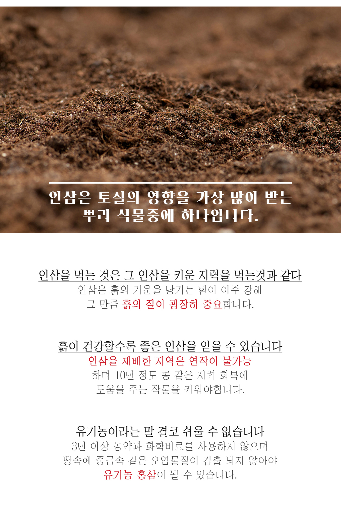 Korea Ginseng Organic Squeeze Red Sea Ginseng Stic