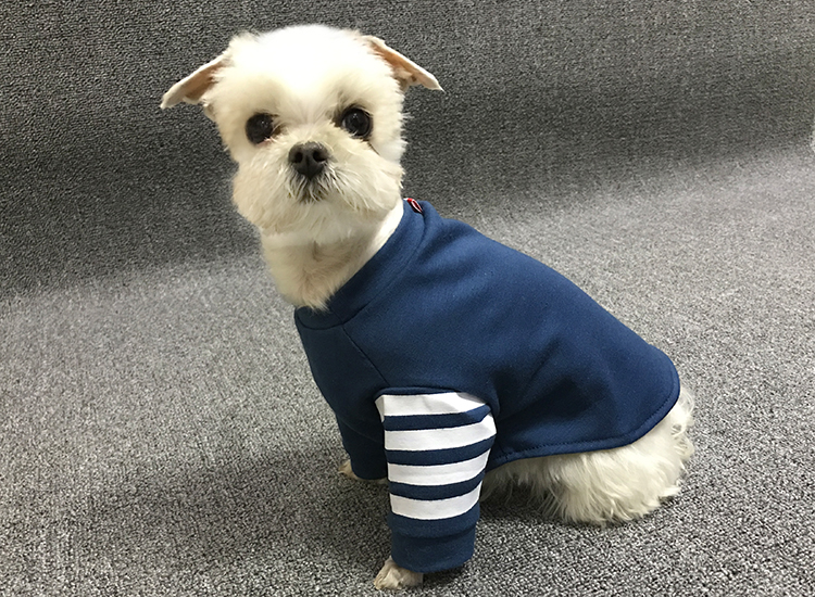 NEW DOG FASHION special discount TOMBOY ST dog dog