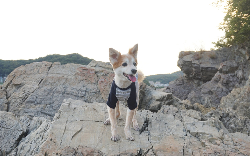 NEW DOG FASHION Doggie Handmade Clothes Dog Garmen