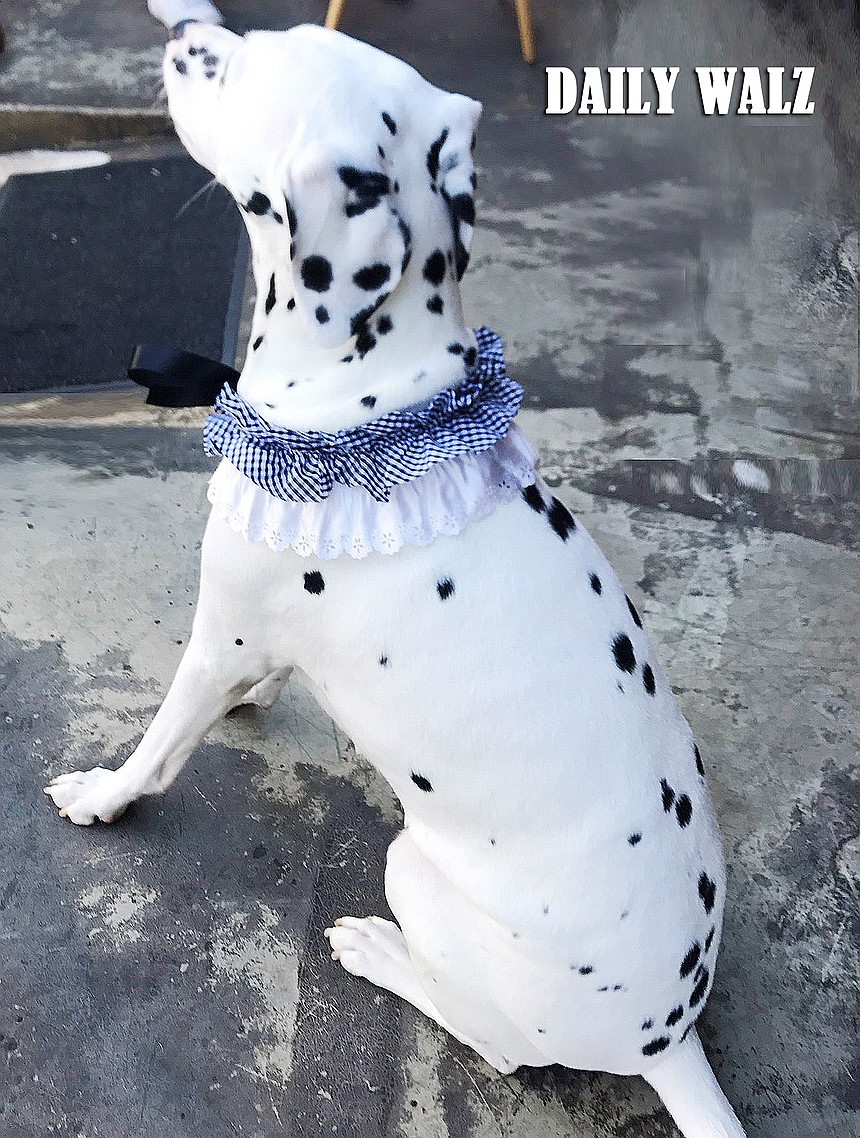 NEW DOG FASHION Check Cape Puppy Scarf Necklace Ne