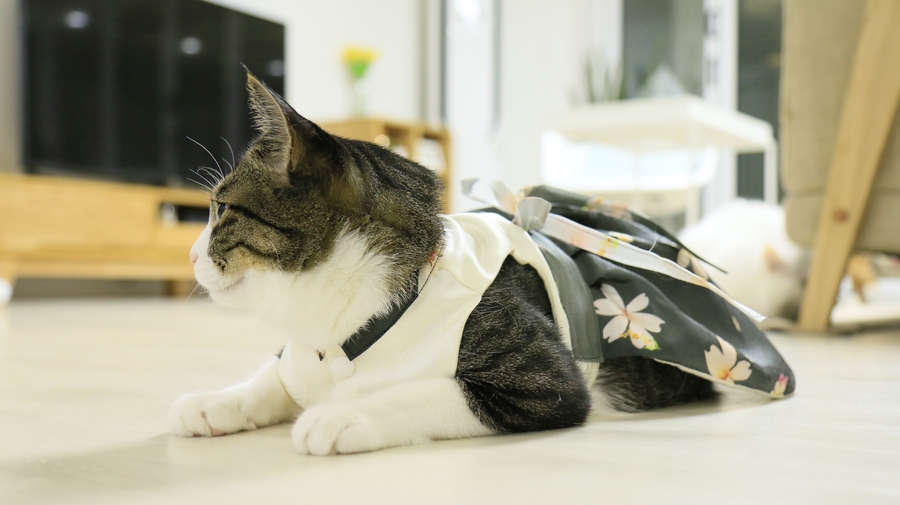 NEW DOG FASHION By Yuliya Handmade Cat Hanbok, Pup